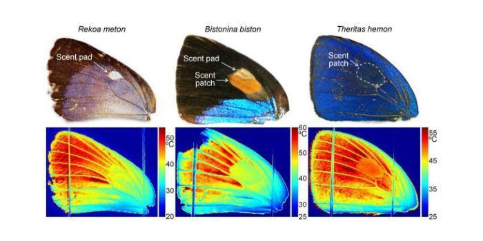 Las alas de la mariposa negra tienen el secreto para mejorar las células  solares